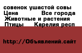 совенок ушастой совы › Цена ­ 5 000 - Все города Животные и растения » Птицы   . Карелия респ.